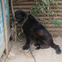 سگ نگهبان