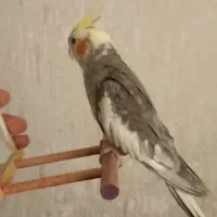 عروس هلندی نر دستی سخنگو
