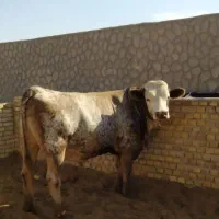 گوساله نر  سرک دار