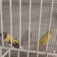 هفت عدد جوجه رسمی بلندفروشی