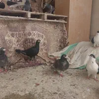 کفتر|پرنده|مشهد, احمدآباد|دیوار