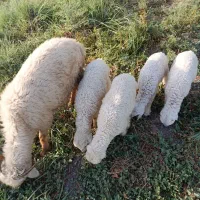کاور‌با‌دو‌بره‌ماده