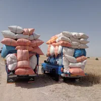 کاه درجه یک امسال تحویل درب دامداری