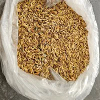 شلتوک بذری درجه یک
