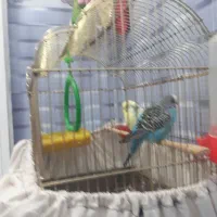 مرغ عشق|پرنده|بیجار, |دیوار