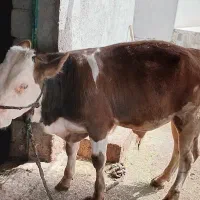 گوساله نر ۶ ماهه