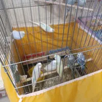 مرغ عشق فنچ