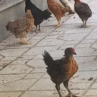۸عدد جوجه محلی با یه مرغ محلی سالم سالم