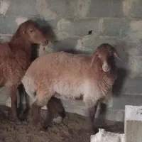 گوسفند بره ماده