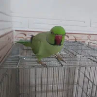 فروش طوطی ملنگو