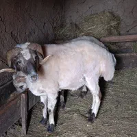گوسفند زنده