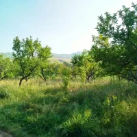باغ سیب روستای یام