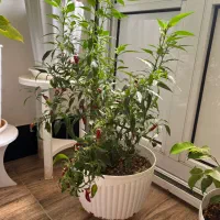 گل خوشکل‌طبیعی
