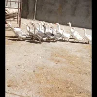 فروش غاز