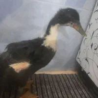 اردک|حیوانات مزرعه|یزد, |دیوار