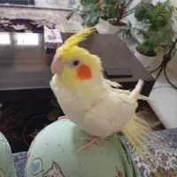 عروس هلندی گمشده