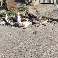 غاز نر و ماده