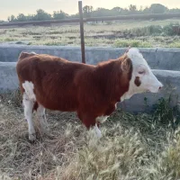 گوساله ماده