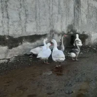 غاز‌‌‌‌‌|حیوانات مزرعه|قزوین, |دیوار