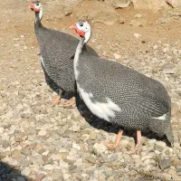 مرغ شاخدار (مرغ روسی)
