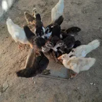 جوجه قوقازواردک روسی
