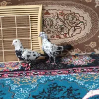 کبوتر تکپر