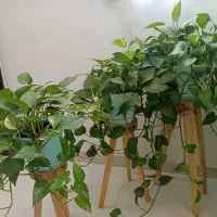 گلدان پتوس