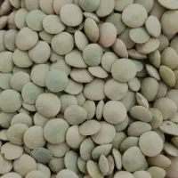 عدس محلی پاک کرده