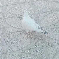 کله دم ماده