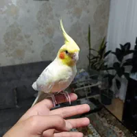 عروس هلندی جفت کار داده سخنگو
