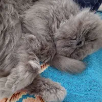 گربه ناز اسکاتیش