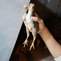 جوجه لاری بامرغ