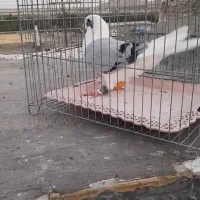 پشت سبز نر پرشی