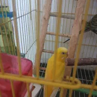 ماده