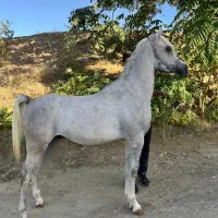 اسب(عرب مصری)