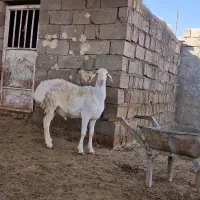 بره نر و ماده قوچی چینی سفید شیشک میش بز بزغاله