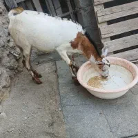فروش بز نازا ۱۰ ماهه گوشتی ، سالم و سرحال