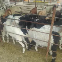 گوسفند کهره بره بزمیش قیمت دامداری بدون واسطه