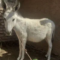 الاغ سفید