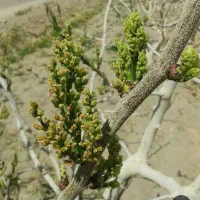 زمین-پسته-مزرعه-کلانتر
