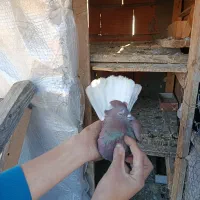 کفتر پرشی|پرنده|ساری, |دیوار