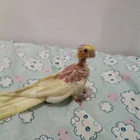 جوجه عروس هلندی