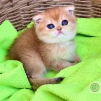 بچه گربه اسکاتیش فلد