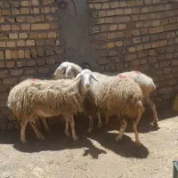 میش کیلویی ۵۲۰