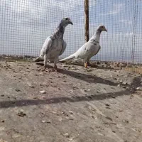 سرور نر ماده