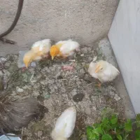 فروش چهار عدد جوجه