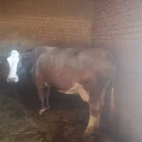 گاو آبستن