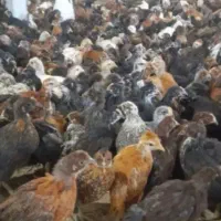 جوجه محلی مرندی وگردن لخت