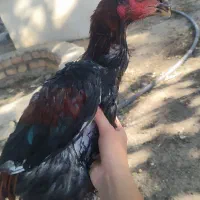 خروس لاری