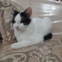 گربه ماده یک ساله توی خونه به دنیا اومده